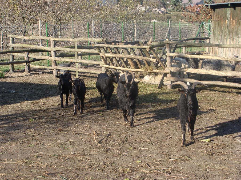 Gospodarstwo Agroturystyczne Ania I Filip Izabelin  Buitenkant foto
